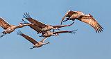Sandhill Cranes In Flight_20011